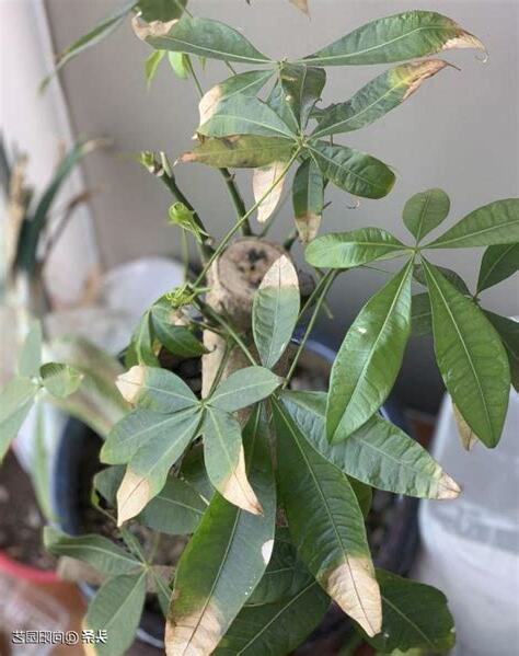 發財樹 葉子變黃